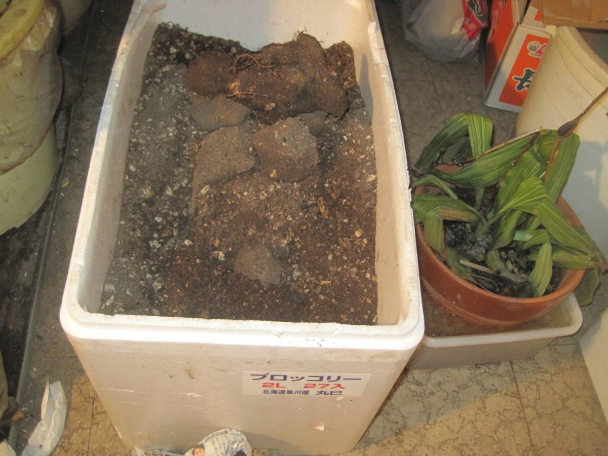 お待たせ致しました。キクイモ３キロ。天然ですから、血統値下がります。安心。安全です。。_4