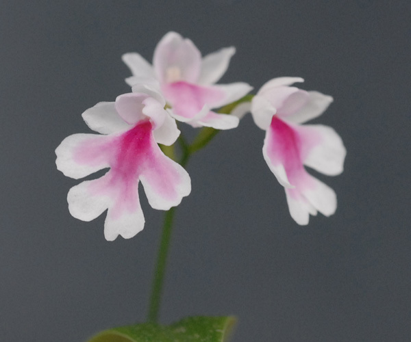 Yahoo!オークション - 「イワチドリ」花 (鉢植え) の落札相場