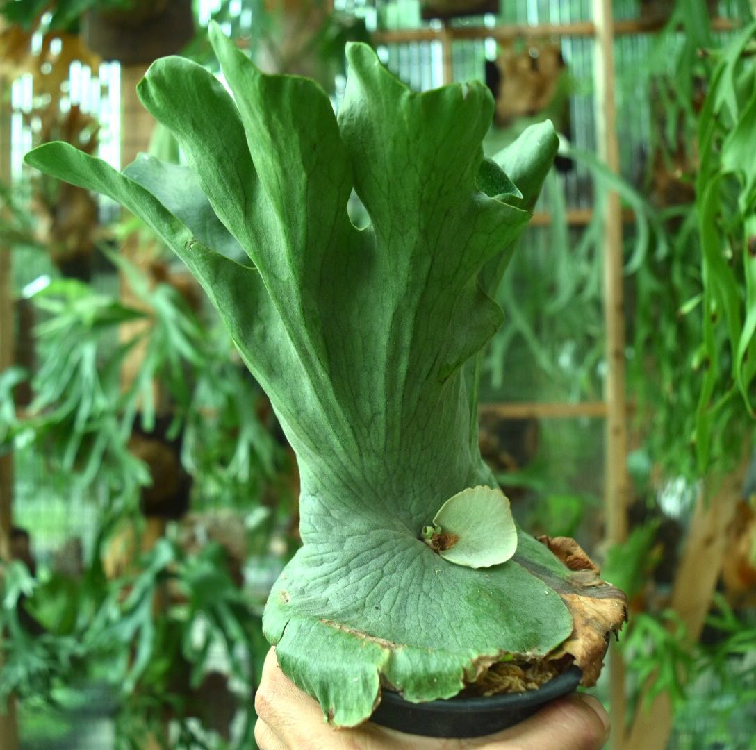 ビカクシダ p wndaeワンダエ Guruastral Com Br ビカクシダ p wndaeワンダエ Guruastral Com Br