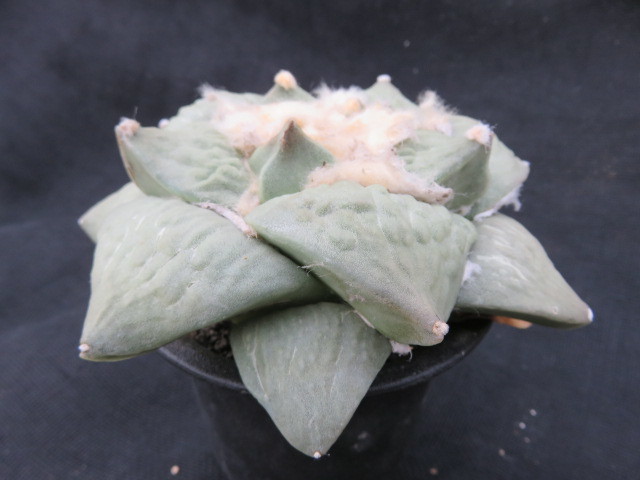 サボテン・多肉植物＞大疣怒涛花牡丹 サボテン・多肉植物＞ 園芸ネット