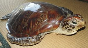 18年10月 べっ甲 亀 剥製のヤフオク の相場 価格を見る ヤフオク のべっ甲 亀 剥製のオークション売買情報は5件が掲載されています
