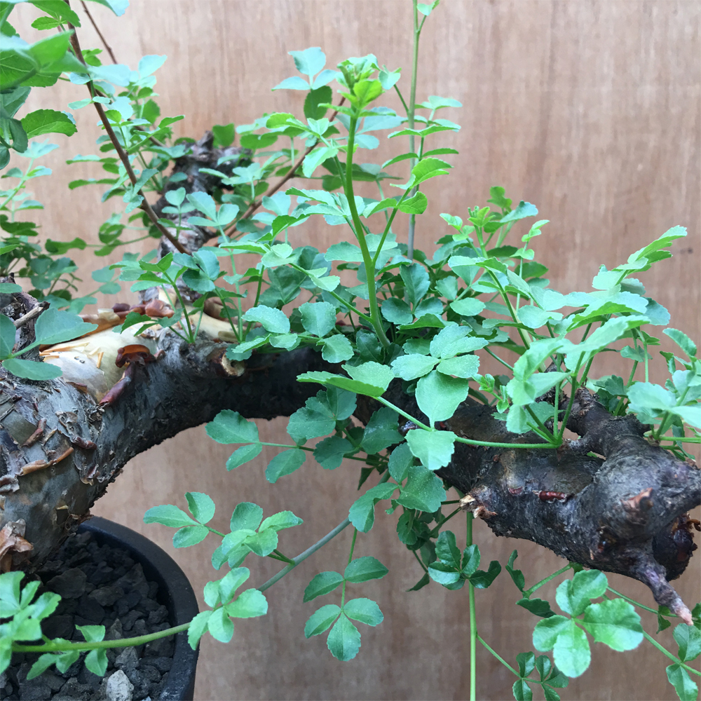COMMIPHORA BORANENSIS 大株 コミフォラ ボラネンシス 塊根 コーデック