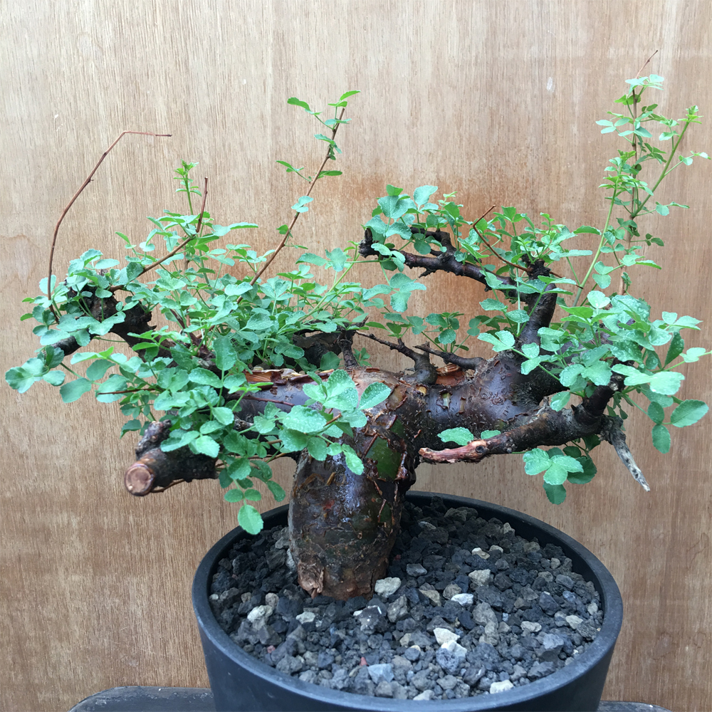 COMMIPHORA BORANENSIS 大株 コミフォラ ボラネンシス 塊根 コーデック