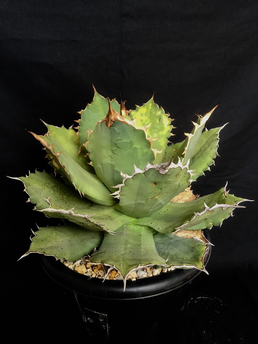 Agave titanota FO-076 Sierra Mixteca アガベ チタノタ シエラ