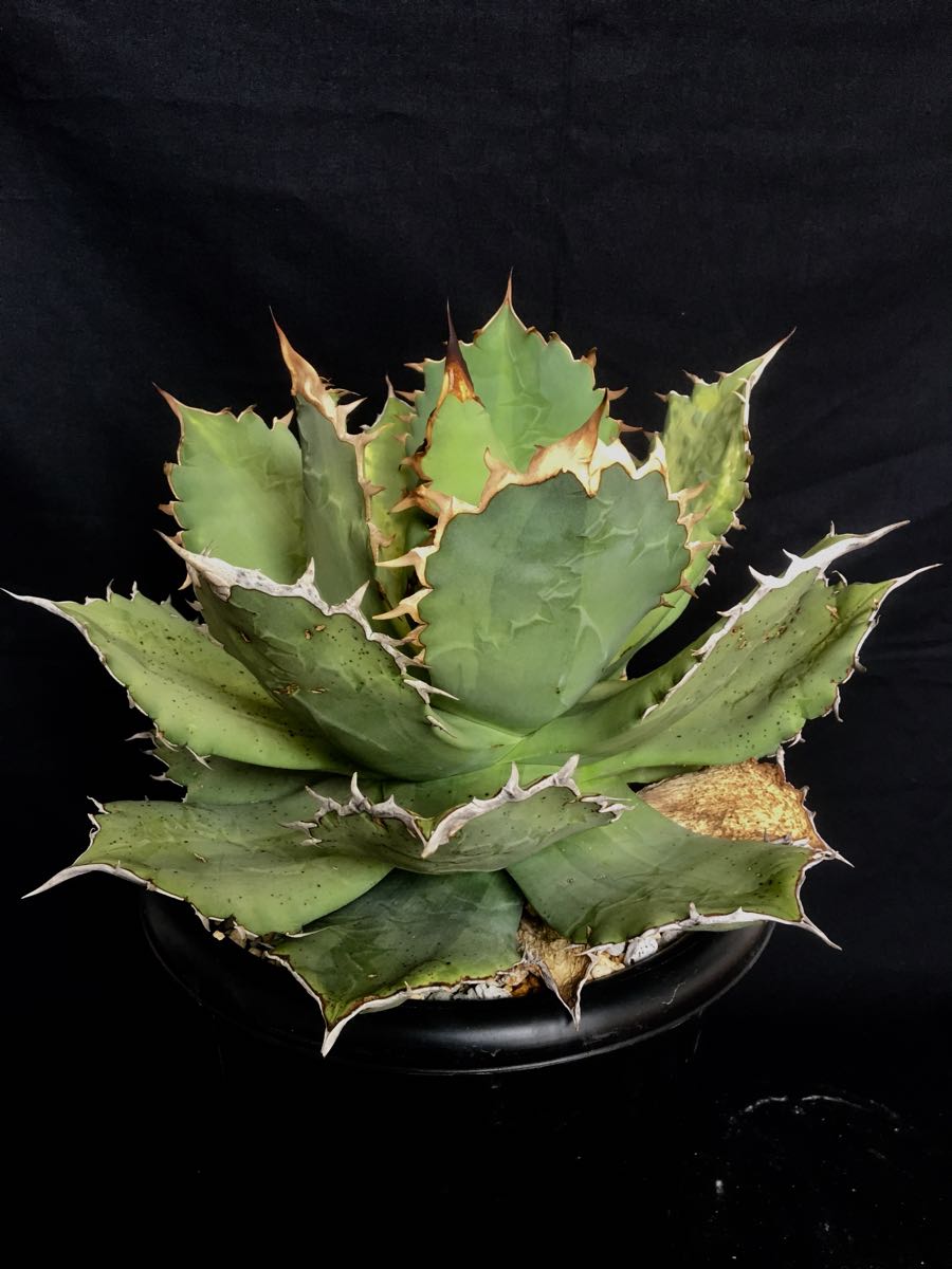 Agave titanota FO-076 Sierra Mixteca アガベ チタノタ シエラ