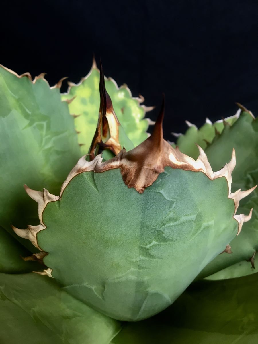 Agave titanota FO-076 Sierra Mixteca アガベ チタノタ シエラ