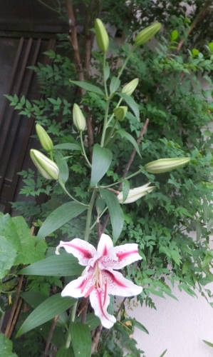 ★★★山野草　★　ユリ　★　百合　★　ゆり　★　赤筋花