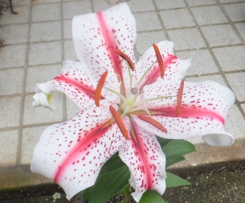 ★★★山野草　★　ユリ　★　百合　★　ゆり　★　赤筋花