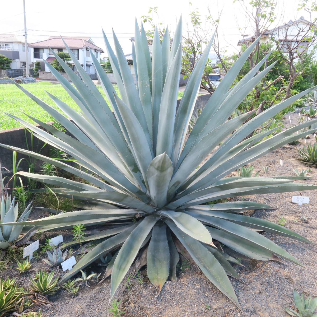 アガベ アメリカーナ オアハセンシス ☆大型種☆耐寒性☆地植え推薦☆