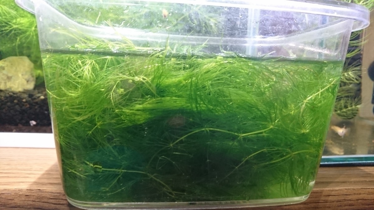 マツモ(無農薬)_1