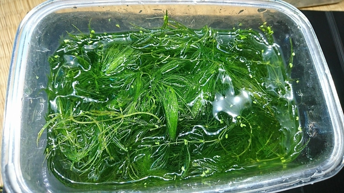 マツモ(無農薬)_2