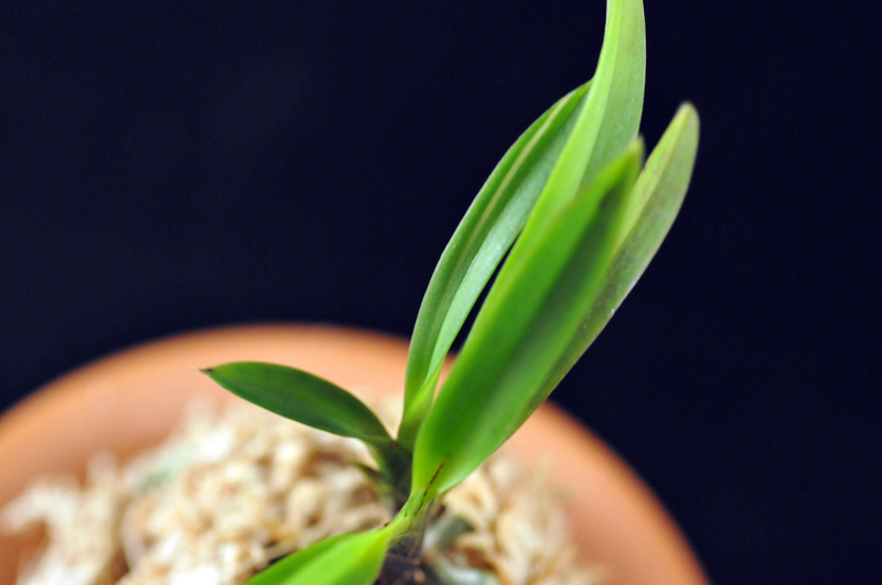 ♪♪富貴蘭 『吟風白縞』 B♪♪