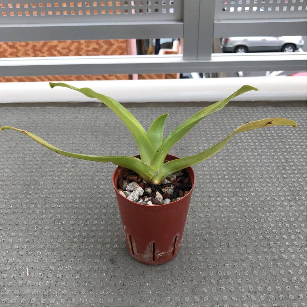 x パフィオ 苗 sanderianum No.2454 Paphiopedilum my - paph 