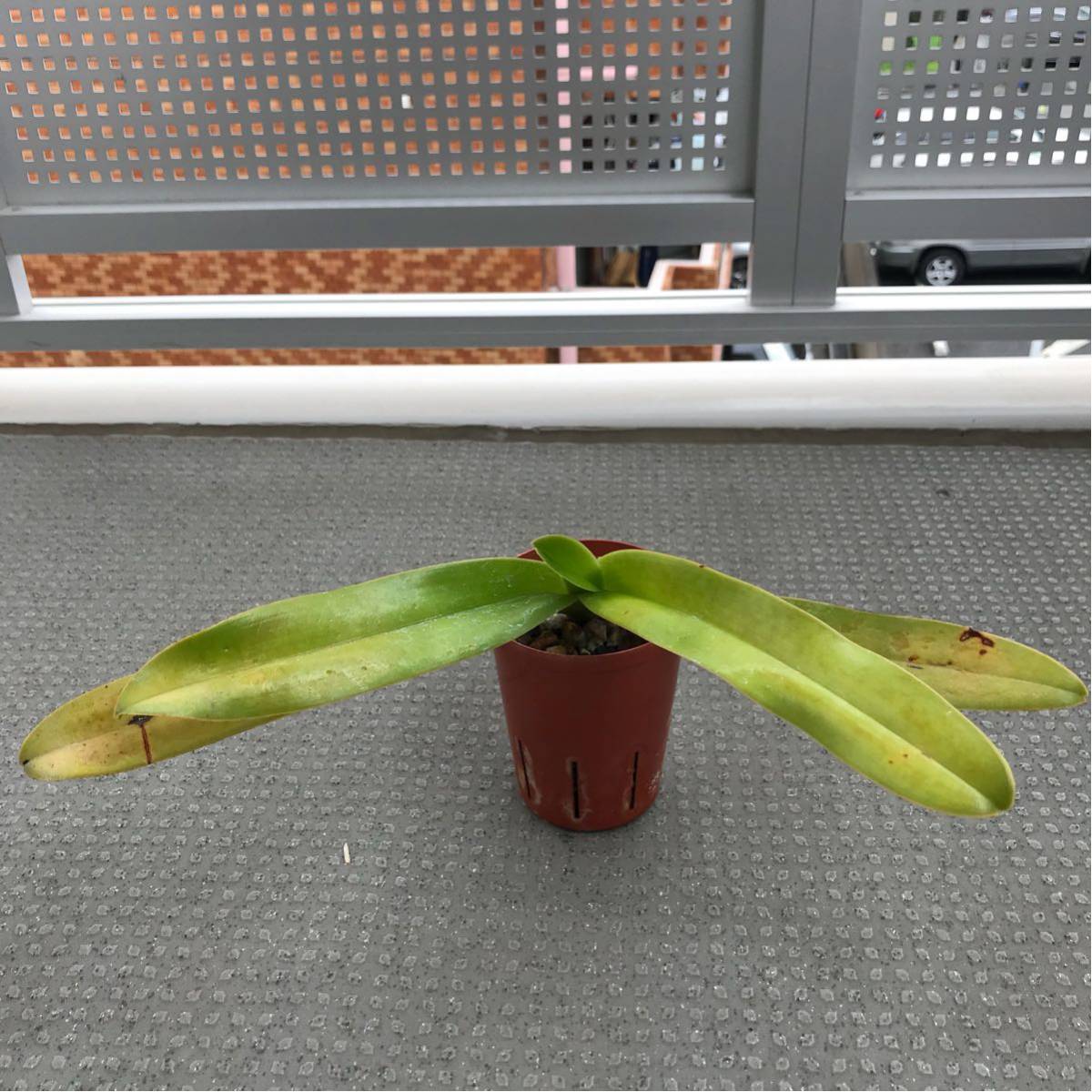 x パフィオ 苗 sanderianum No.2454 Paphiopedilum my - paph 