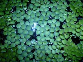 浮き草サルビニアククラータ金魚めだか水槽等に最適なウキクサ 浮き草類 売買されたオークション情報 Yahooの商品情報をアーカイブ公開 オークファン Aucfan Com