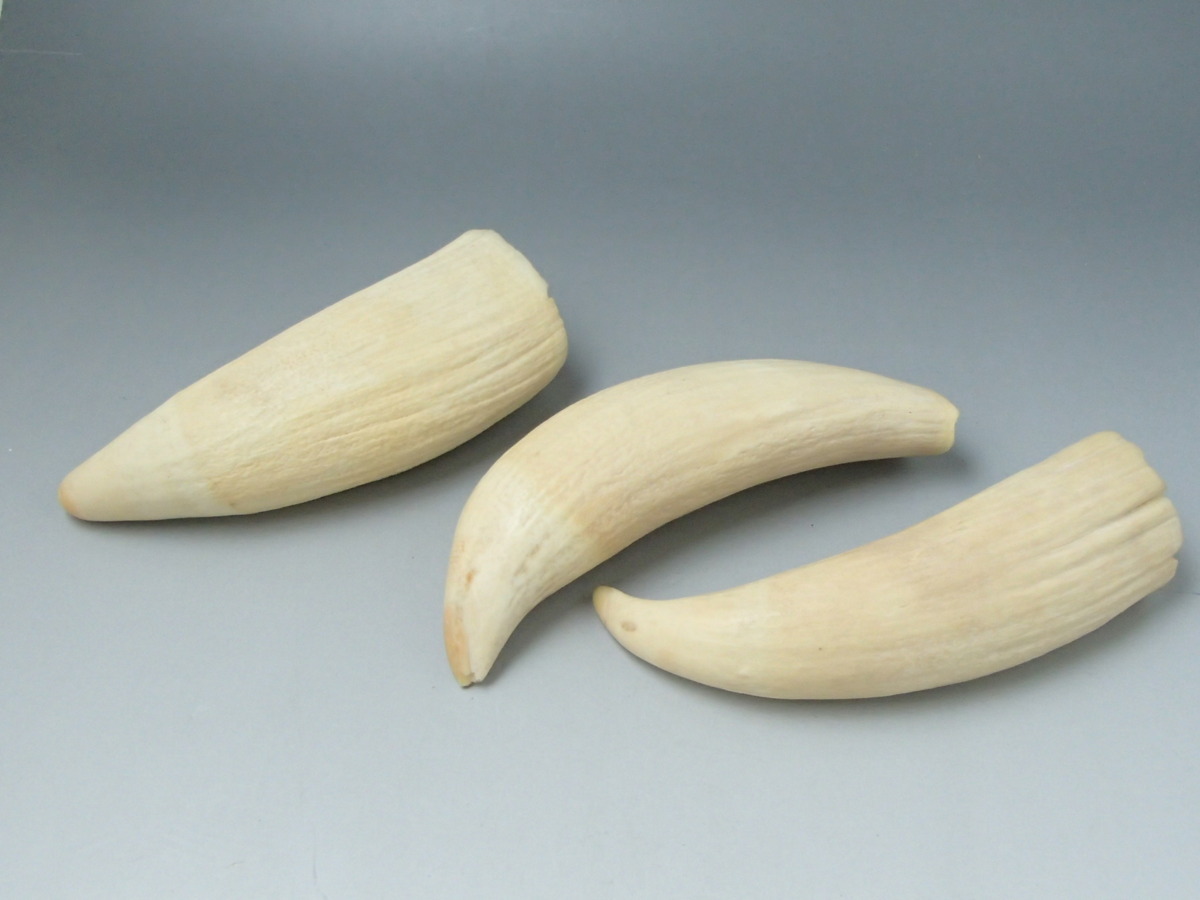 鯨歯 クジラ マッコウクジラ 3本セット 彫刻 印材 根付 258g 269g 177g