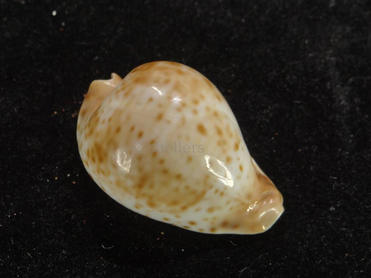 貝 標本 コガタシロガネダカラ 特美品 タカラガイ 標本 貝殻