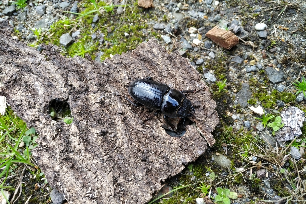 採集〜2齢体ミニ個体 国産オオクワガタ飼育記(自己採集山形産) 採集