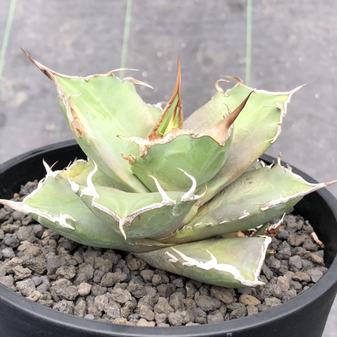 アガベ チタノタ 白鯨⁄Agave アガベ チタノタ agave titanota