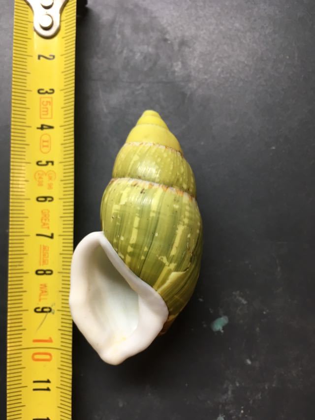 超激得，本物保証 Amphidromus heinrichhuberi Thach&F.Huber 2016 61.1mm(貨幣)｜売買されたオークション情報、yahooの商品情報をアーカイブ公開 - オークファン その他