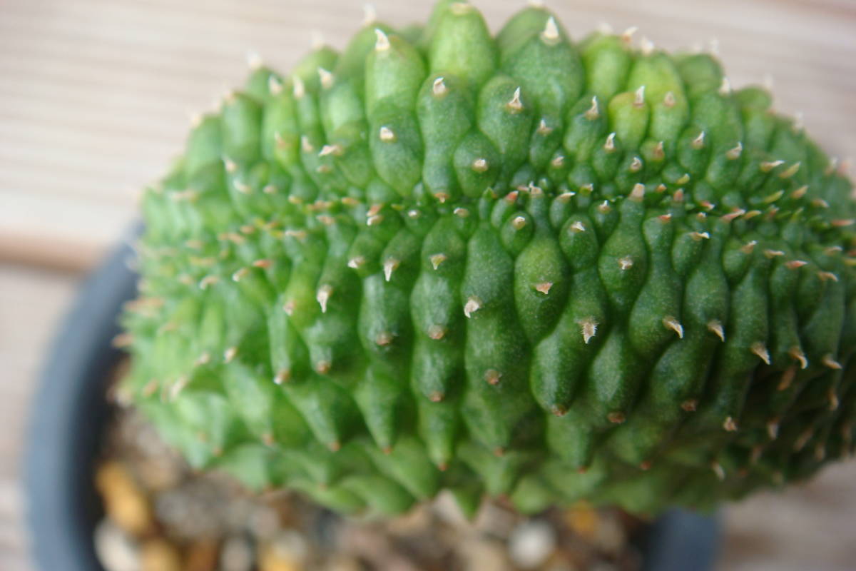 ユーフォルビア オベサ Euphorbia 実生モンスト | 公式通販 実生 扇綴 
