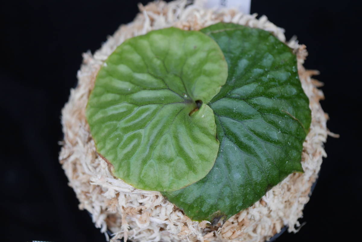 【大人気，人気SALE】 ビカクシダ マダガスカリエンセ 1 Platycerium madagascariense 1(花)｜売買されたオークション情報、yahooの商品情報をアーカイブ公開 - オークファン その他