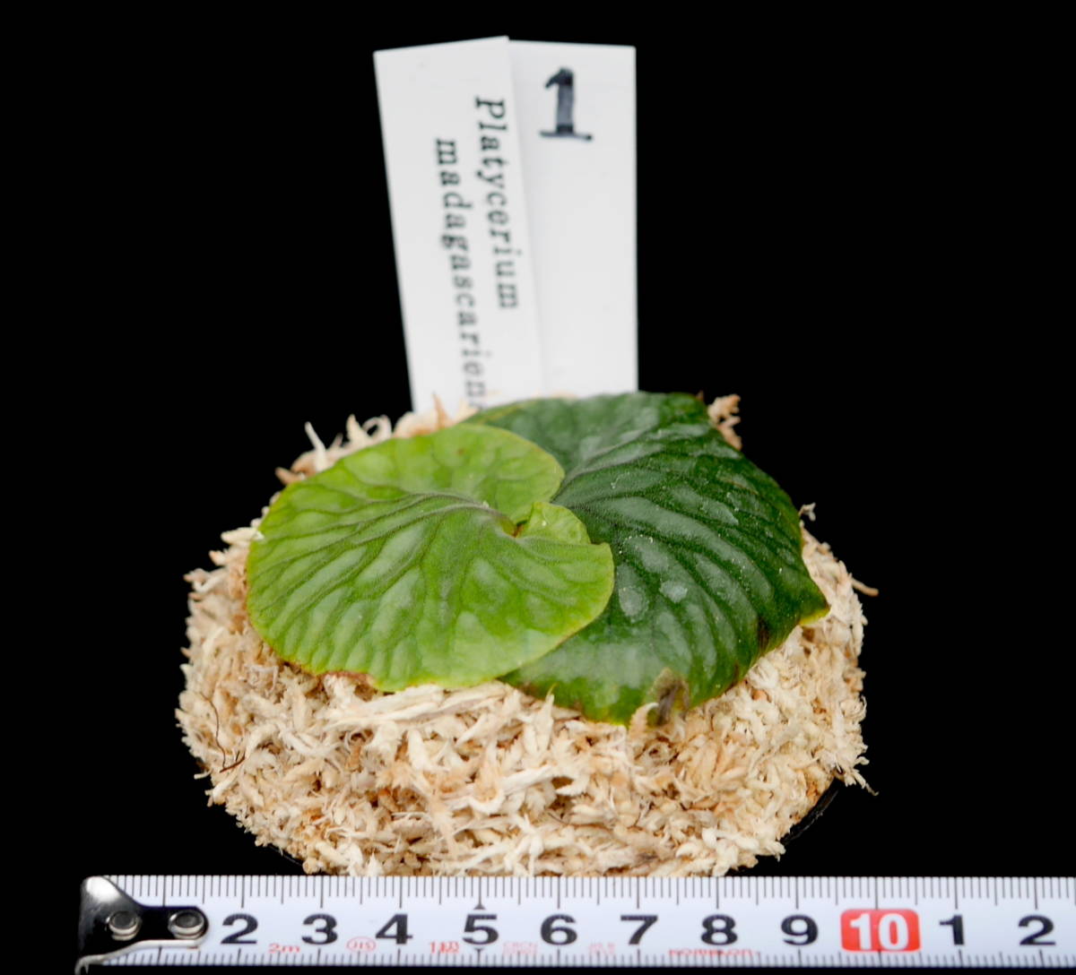 ビカクシダ マダガスカリエンセ 1 Platycerium madagascariense 1