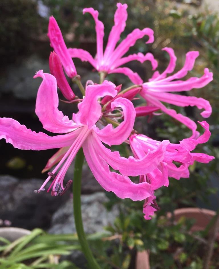 ネリネ 球根 ピンク色 3球 送210円 A 1 苗 売買されたオークション情報 Yahooの商品情報をアーカイブ公開 オークファン Aucfan Com