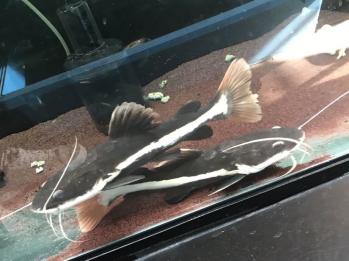 大得価，爆買い レッドテールキャット 梱包無料(淡水魚)｜売買されたオークション情報、yahooの商品情報をアーカイブ公開 - オークファン その他