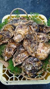 【マル勇水産】伊勢志摩　名産！　浦村牡蠣　生食可　殻付き100個セット（5人以上～牡蠣パーティー焼き牡蠣向け）　カキかき　牡蠣鍋　牡蠣