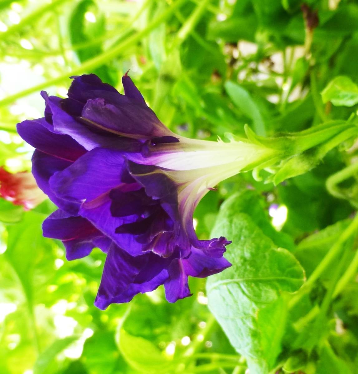 羽根咲 朝顔種子 スプリットペダル ほか出品中3種各5粒 おまけ アサガオ 売買されたオークション情報 Yahooの商品情報をアーカイブ公開 オークファン Aucfan Com