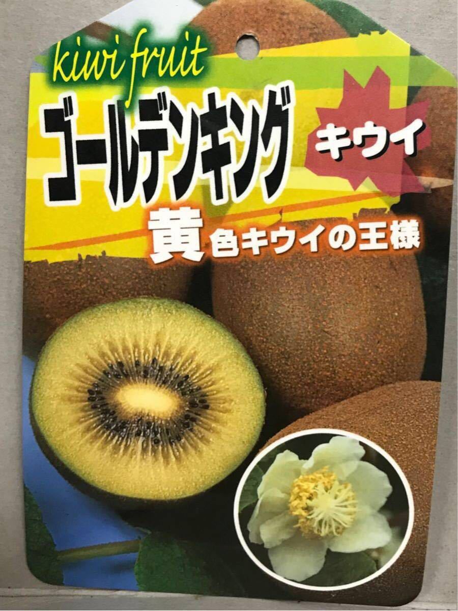 苗木部 By 果樹 雌雄セットキウイフルーツ 黄色系メス 6号苗木 