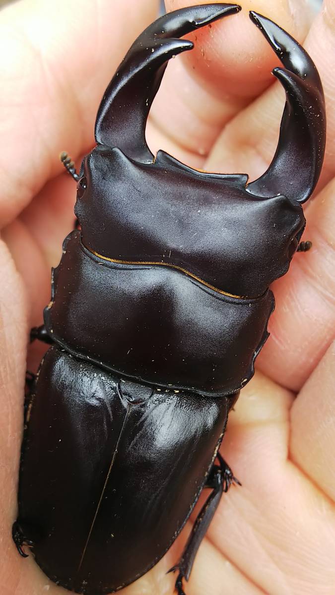 ◆◇余品阿古谷産、GORDON血統オオクワ♂10頭♀4頭◇◆ オオクワガタ 阿古谷産 NESiA ◇◇極太GORDON-R血統オオクワ７２ミリペア◇◇ＹＣ 極太血統阿古谷産▽△ＧＯＲＤＯＮ－Ｒ成虫３ペアー（小型）▽△ 0