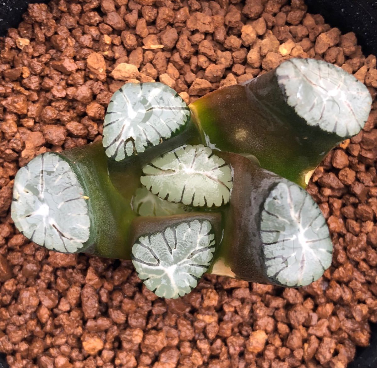 （≧∇≦）多肉植物 ハオルチア 紫万象×トリコロール