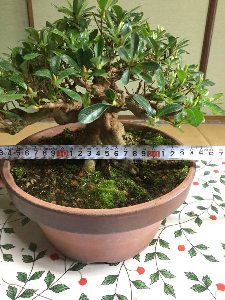 皐月　若恵比寿 盆栽～皐月～若恵比寿～無傷です。幹が大きく力強いです。 【公式通販】