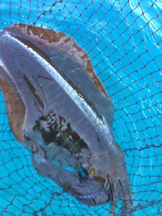約３キロ　２６日揚　あおりいか＃水いか　　長崎県対馬産　８０