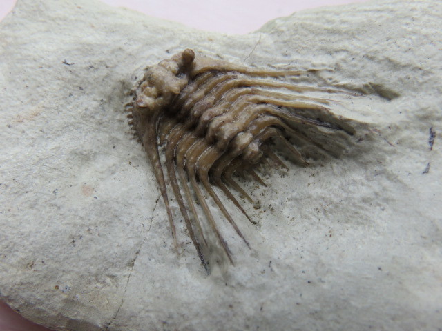  三葉虫 Kettneraspis williamsi 標本 化石 鉱物(化石)｜売買されたオークション情報、yahooの商品情報をアーカイブ公開 - オークファン 化石