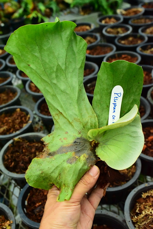 P.elephantotis cv.Marong (P.elephantotis x P.elephantotis cv.amerina) ②　@bikamori.com ビカクシダ
