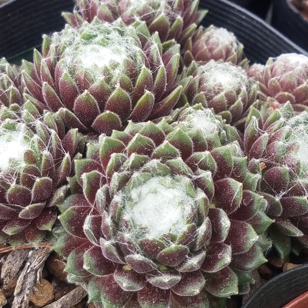 巻絹イワレンゲ センペルビウム 多肉植物 カット苗 サボテン 売買されたオークション情報 Yahooの商品情報をアーカイブ公開 オークファン Aucfan Com