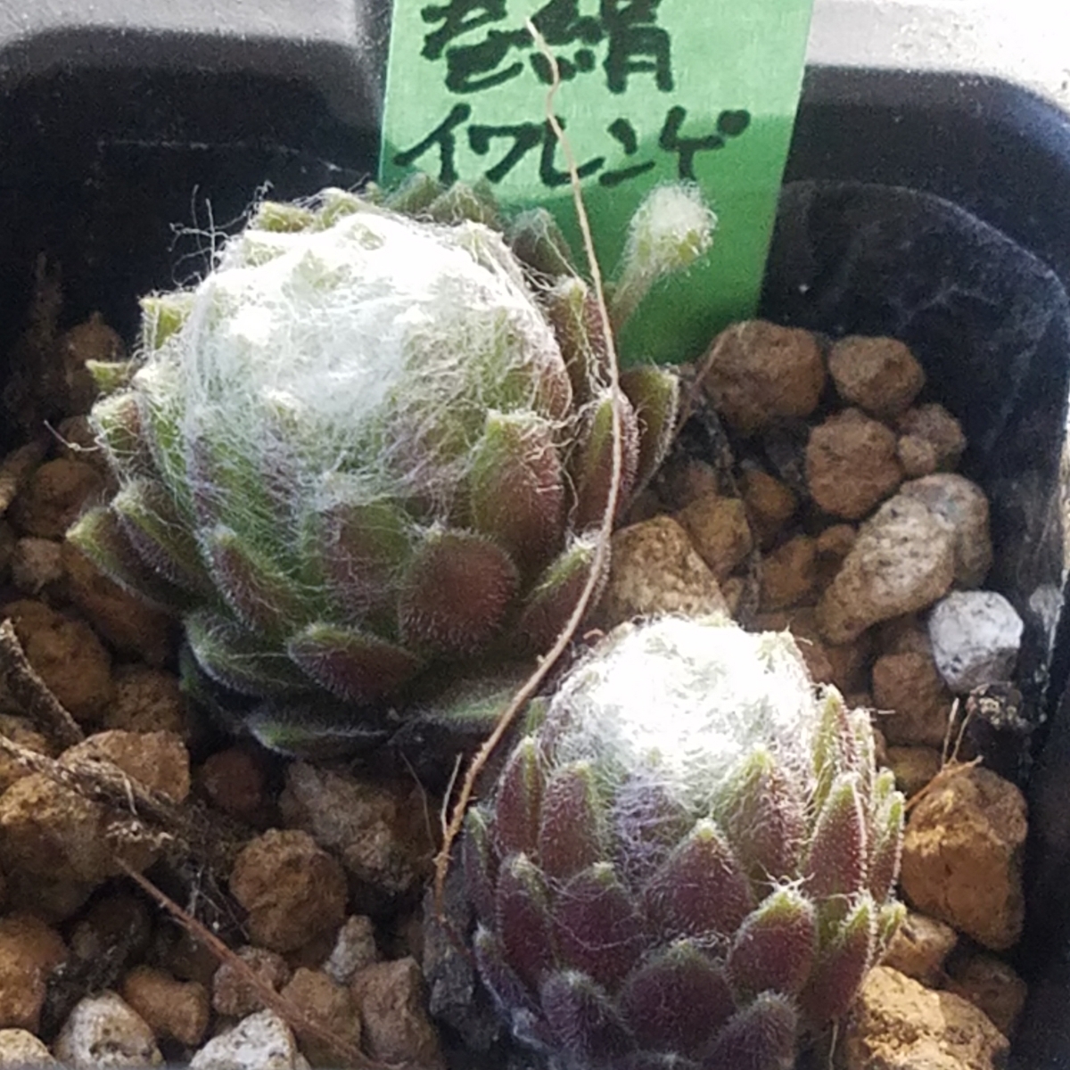 巻絹イワレンゲ センペルビウム 多肉植物 カット苗 サボテン 売買されたオークション情報 Yahooの商品情報をアーカイブ公開 オークファン Aucfan Com