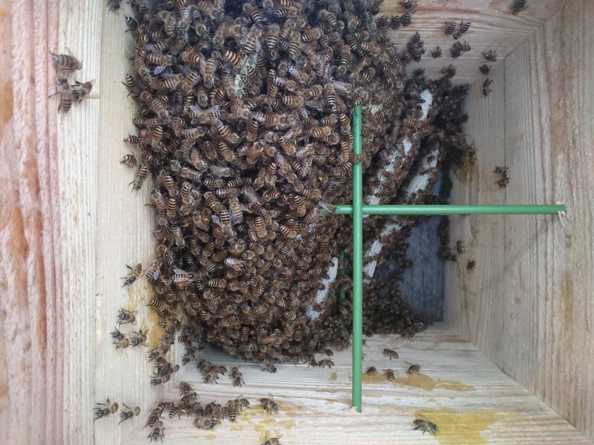 分蜂 - 3月の第一分蜂群をなんとか収容出来ました。 追跡そして再捕獲 
