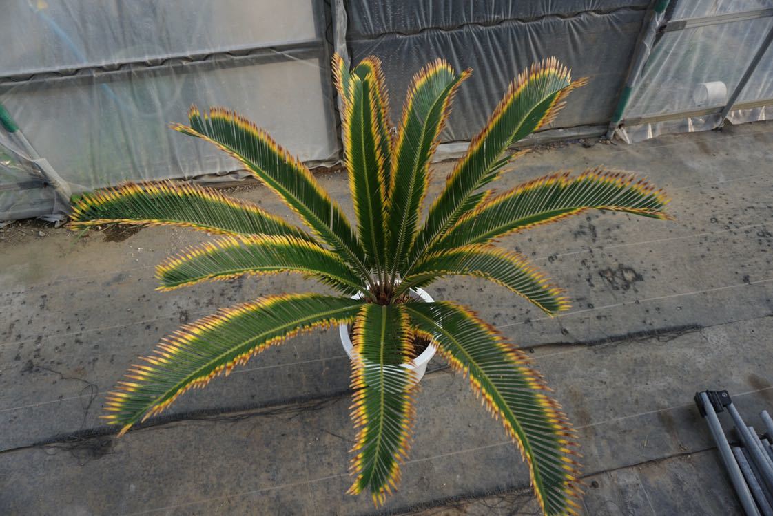 【新作登場，100%新品】Cycas revoluta 金環ソテツ 金環蘇鉄 蘇鉄 サイカス レボルタ(植木、庭木)｜売買されたオークション情報、yahooの商品情報をアーカイブ公開 - オークファン 植木、庭木