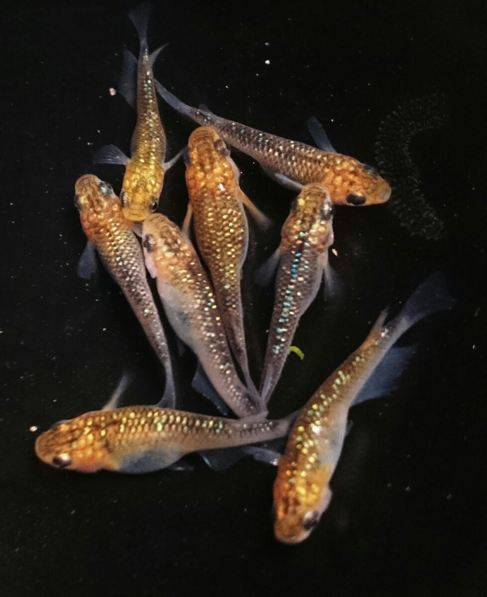 最安値，限定セール 夜桜 超 若魚6匹＋保証分として&alpha;(めだか)｜売買されたオークション情報、yahooの商品情報をアーカイブ公開 - オークファン めだか