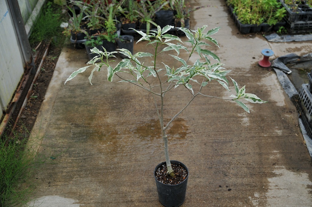 観葉植物 レア植物 バオバブ木 アダンソニア・ザ 'バリエガータ