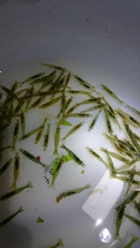 静岡産のミナミヌマエビ300匹稚エビが多くなってきます（1割死着保障）※必ず説明文を読んで 入札して下さい※_1