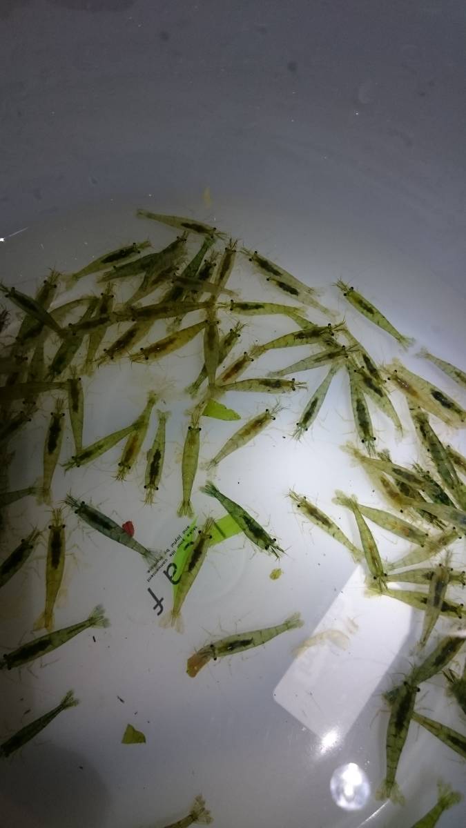 静岡産のミナミヌマエビ300匹稚エビが多くなってきます（1割死着保障）※必ず説明文を読んで 入札して下さい※_1