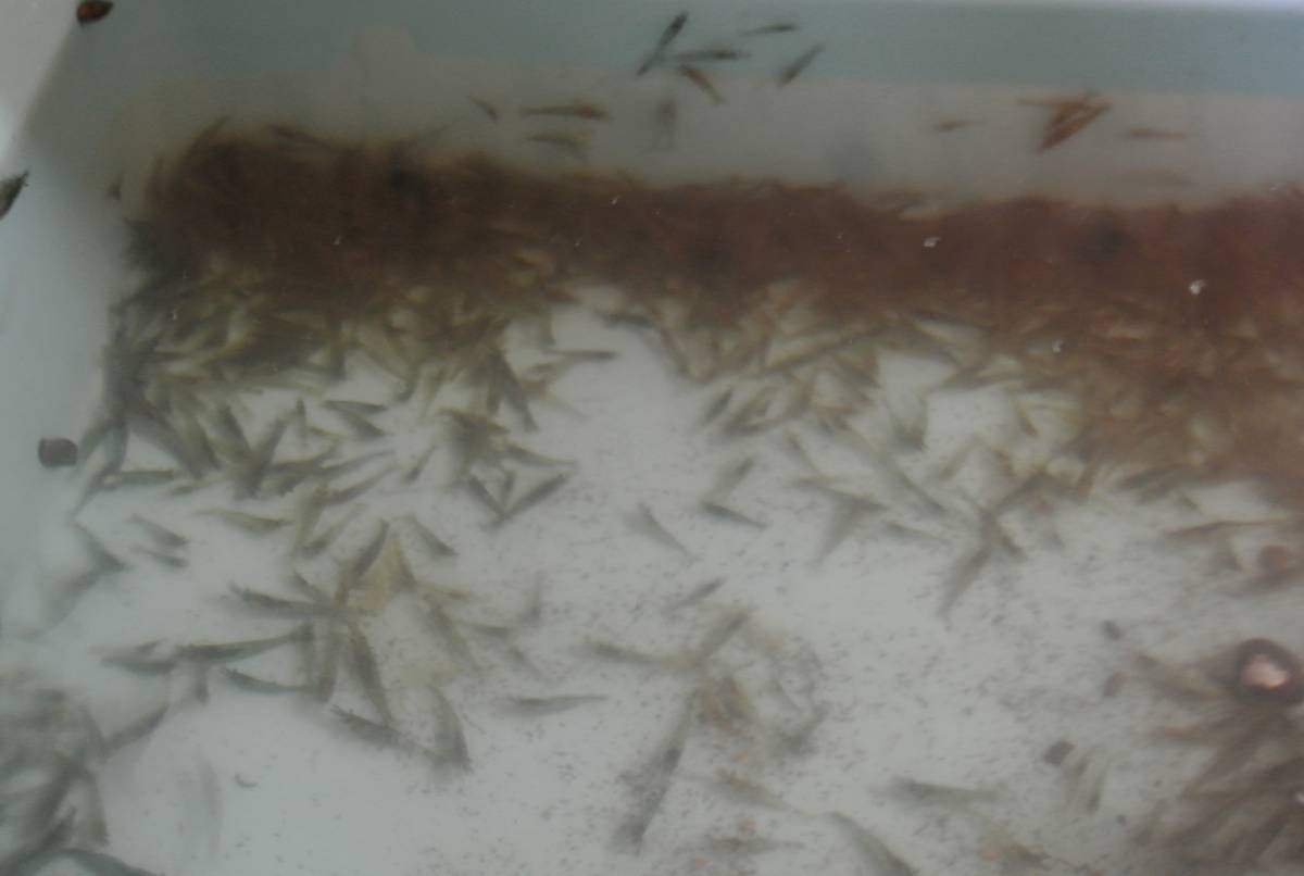 静岡産のミナミヌマエビ300匹稚エビが多くなってきます（1割死着保障）※必ず説明文を読んで 入札して下さい※_2