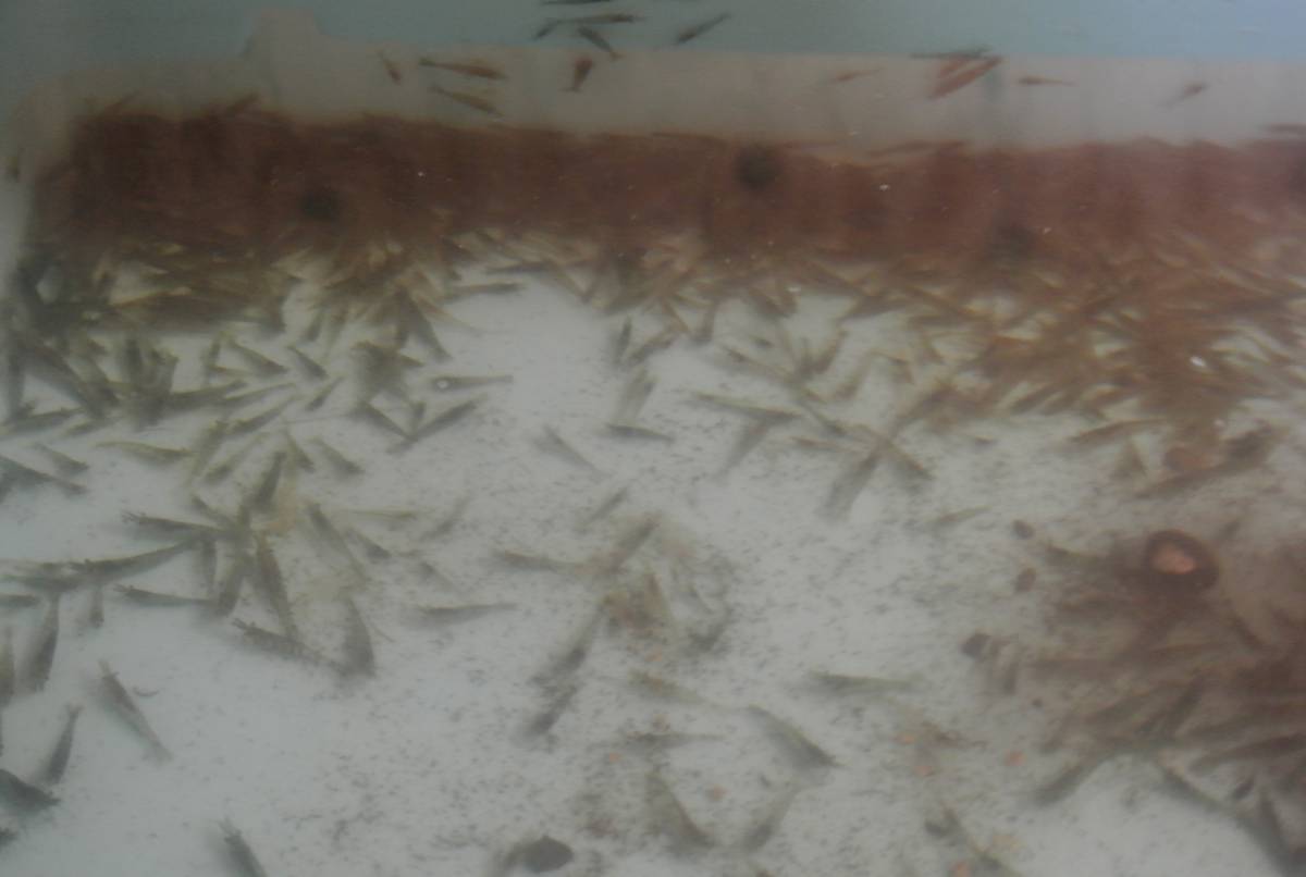 静岡産のミナミヌマエビ300匹稚エビが多くなってきます（1割死着保障）※必ず説明文を読んで 入札して下さい※_3