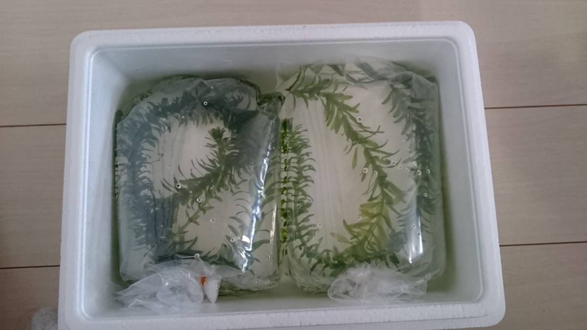 静岡産のミナミヌマエビ300匹稚エビが多くなってきます（1割死着保障）※必ず説明文を読んで 入札して下さい※_4