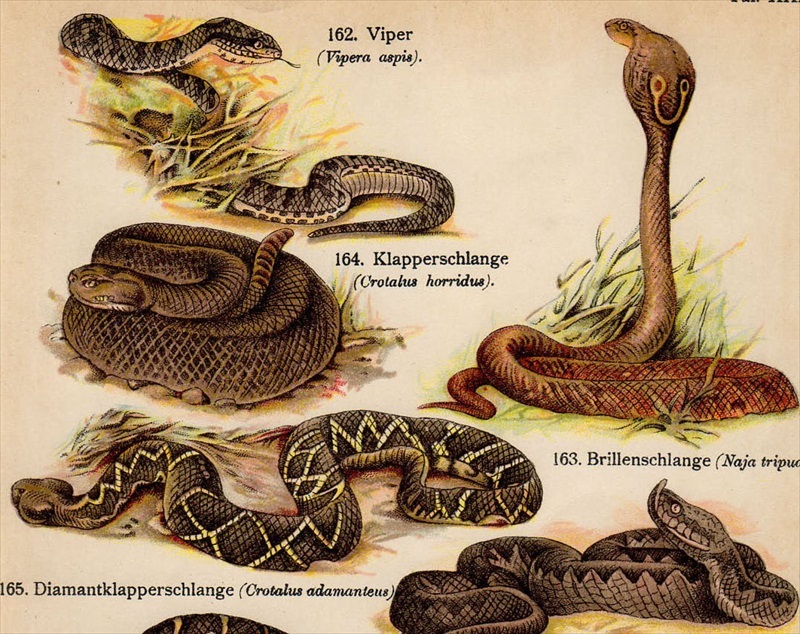 1910年 ドイツ 多色石版画 アスプクサリヘビ インドコブラ シンリンガラガラヘビ ヒガシダイヤガラガラヘビ パフアダー 博物画 石版画 リトグラフ 売買されたオークション情報 Yahooの商品情報をアーカイブ公開 オークファン Aucfan Com